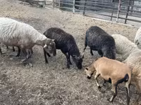 Carnero, Racka sheep — foto 6
