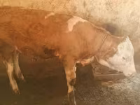Toro, Simmental cattle — foto 4