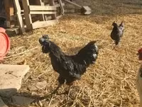 Ayam Cemani — Foto 1