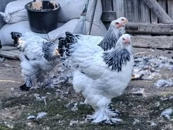 Brahma