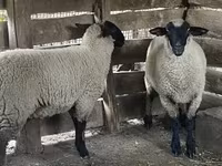 Brebis, Suffolk sheep — photo 2