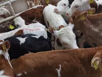 Buğa, Simmental cattle — foto 1