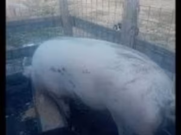 Sow, Pigs