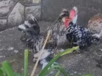 Chickens — 照片 4