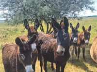Cavalo, Cavalos — foto 5