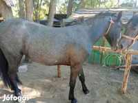 Horse (M), Horses — photo 6