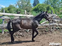 Horse (M), Hungarian horse breed — photo 7