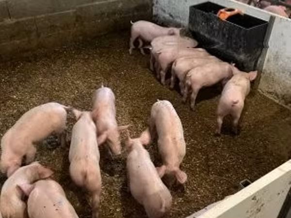 Knur,  — Węgry