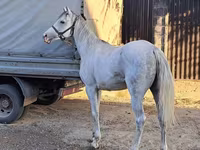 Koń, Arabian horse — zdjęcie 3