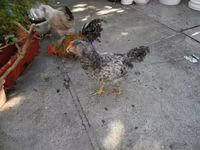 Japanisches Bantam — Foto 2