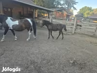 Caballo, Welsh Cob — foto 4