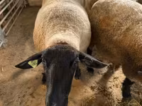 Oveja, White Suffolk sheep — foto 5