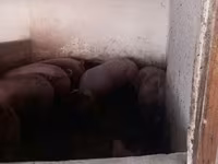 Schweine (Partie, Geschlecht nicht angegeben), Schweine — Foto 4