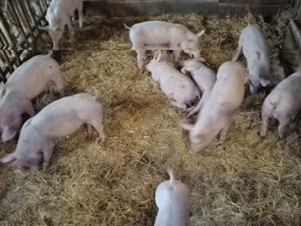 Świnie (partia, płeć nieokreślona), 