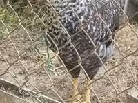 Chickens — الصورة 7