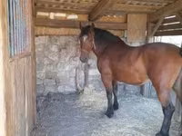 Yegua, Međimurje horse — foto 3