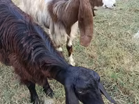 Koza, Damask goat — fotografija 3