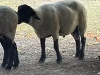 كبش, White Suffolk sheep — الصورة 3