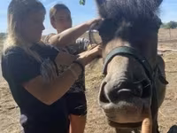 فرس, Hucul pony — الصورة 2