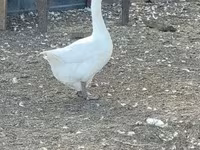 Geese — फ़ोटो 5