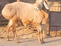 كبش, Hissar sheep — الصورة 2