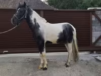Cavalo, Cavalos — foto 5