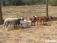 كبش, Cameroon sheep — الصورة 5