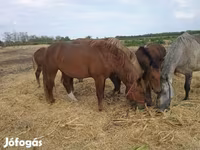 公马, Horses — 照片 3