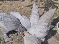 Brahma — foto 3