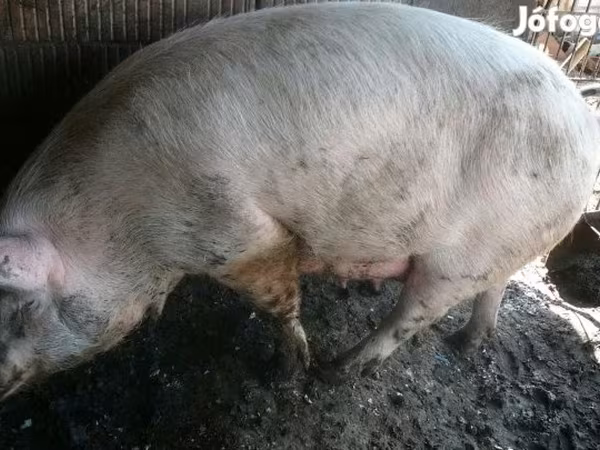 Sow, Pigs