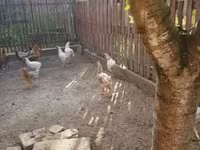 Chickens — Foto 2