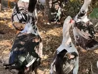 Ducks — Foto 3