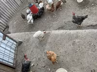 Chickens — 写真 2