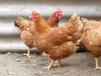 Chickens — foto 7