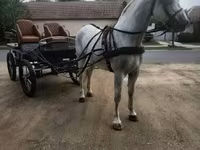 घोड़ा, Lipizzaner — फ़ोटो 4