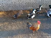 Ducks — Foto 2