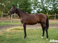 Caballo, Caballos — foto 5