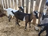 Kozioł, Kozy — zdjęcie 4