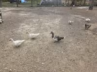 Ducks — फ़ोटो 3