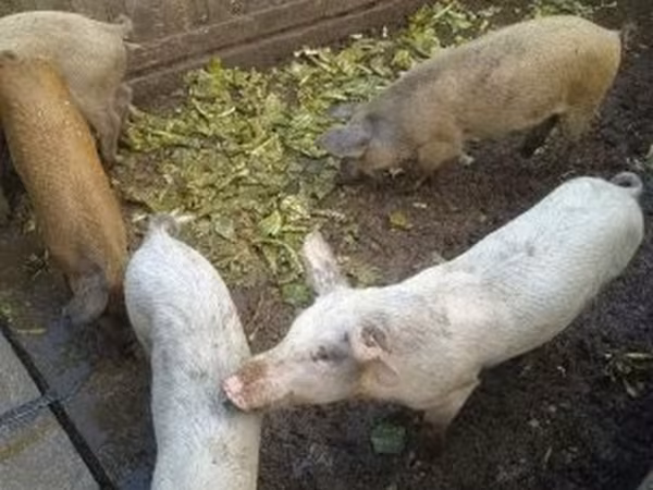 公猪, Pigs