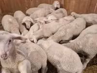 Widder, Merinoland sheep — Foto 1
