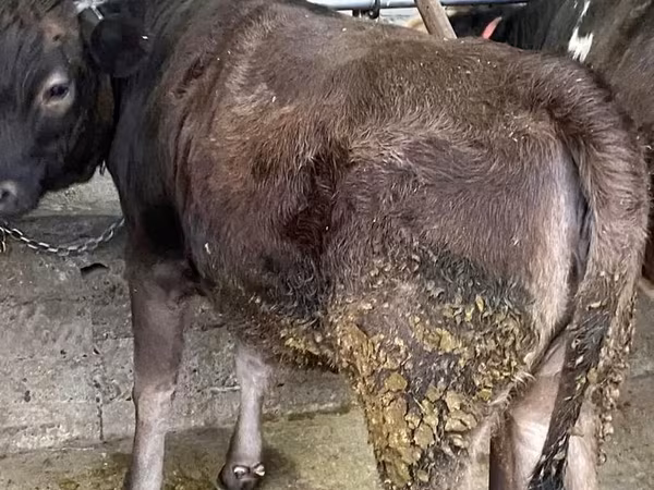 Vache, Swiss cattle