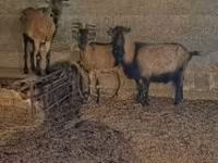 公山羊, Alpine goat — 照片 2