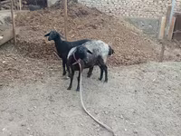 نعجة, الأغنام — الصورة 5