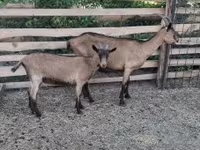 Ziegen (Partie, Geschlecht nicht angegeben), Alpine goat — Foto 5