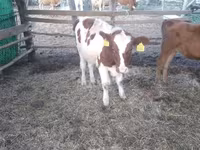 Byk, Simmental cattle — zdjęcie 2