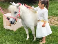 Pastuv, Miniature horse — fotografija 2