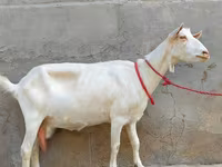 Goat, Saanen goat — photo 3