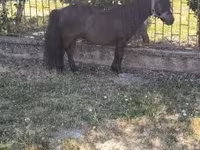 公马, Australian Pony — 照片 3