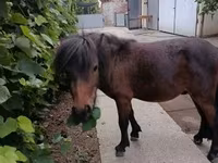 حصان, Shetland Pony — الصورة 6